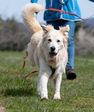FRED, Hund, Mischlingshund in Mettenheim - Bild 3