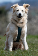 FRED, Hund, Mischlingshund in Mettenheim - Bild 5