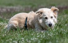 FRED, Hund, Mischlingshund in Mettenheim - Bild 7