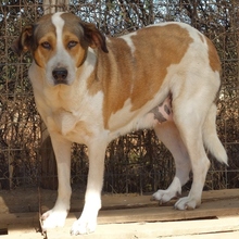 TREDDY, Hund, Mischlingshund in Griechenland - Bild 1