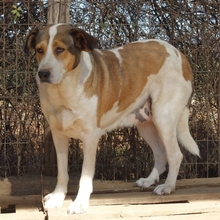 TREDDY, Hund, Mischlingshund in Griechenland - Bild 10