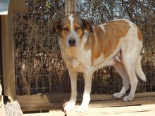 TREDDY, Hund, Mischlingshund in Griechenland - Bild 11
