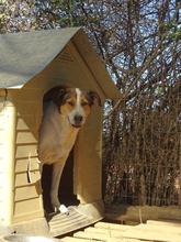 TREDDY, Hund, Mischlingshund in Griechenland - Bild 2
