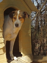 TREDDY, Hund, Mischlingshund in Griechenland - Bild 3