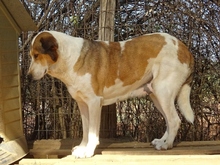 TREDDY, Hund, Mischlingshund in Griechenland - Bild 4