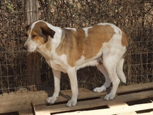 TREDDY, Hund, Mischlingshund in Griechenland - Bild 6