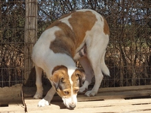 TREDDY, Hund, Mischlingshund in Griechenland - Bild 7