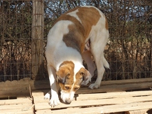 TREDDY, Hund, Mischlingshund in Griechenland - Bild 8