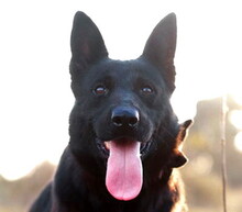 BAGIRA, Hund, Mischlingshund in Slowakische Republik - Bild 1