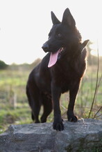 BAGIRA, Hund, Mischlingshund in Slowakische Republik - Bild 2