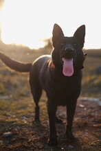 BAGIRA, Hund, Mischlingshund in Slowakische Republik - Bild 3
