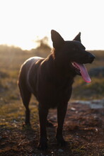 BAGIRA, Hund, Mischlingshund in Slowakische Republik - Bild 6