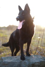 BAGIRA, Hund, Mischlingshund in Slowakische Republik - Bild 8