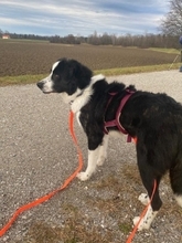 ALVIN, Hund, Mischlingshund in Weilheim - Bild 12