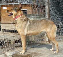 ILIANA, Hund, Deutscher Schäferhund-Mix in Griechenland - Bild 19