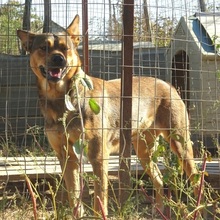 ILIANA, Hund, Deutscher Schäferhund-Mix in Griechenland - Bild 2