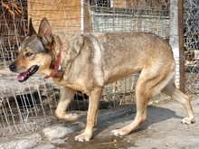 ILIANA, Hund, Deutscher Schäferhund-Mix in Griechenland - Bild 20