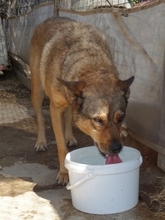 ILIANA, Hund, Deutscher Schäferhund-Mix in Griechenland - Bild 23