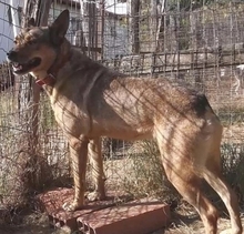 ILIANA, Hund, Deutscher Schäferhund-Mix in Griechenland - Bild 25