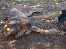 ILIANA, Hund, Deutscher Schäferhund-Mix in Griechenland - Bild 9