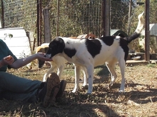 EMMA, Hund, Herdenschutzhund-Mix in Griechenland - Bild 10