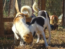 EMMA, Hund, Herdenschutzhund-Mix in Griechenland - Bild 12