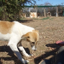 EMMA, Hund, Herdenschutzhund-Mix in Griechenland - Bild 2