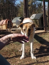 EMMA, Hund, Herdenschutzhund-Mix in Griechenland - Bild 4