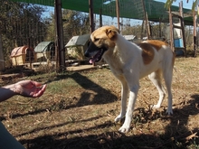 EMMA, Hund, Herdenschutzhund-Mix in Griechenland - Bild 5