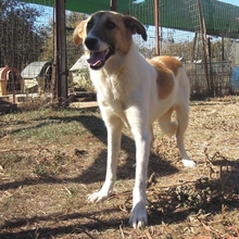 EMMA, Hund, Herdenschutzhund-Mix in Griechenland - Bild 7