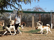 EMMA, Hund, Herdenschutzhund-Mix in Griechenland - Bild 9