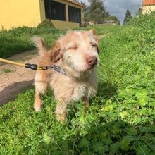 CHARLIE, Hund, Mischlingshund in Portugal - Bild 1