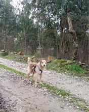 CHARLIE, Hund, Mischlingshund in Portugal - Bild 10