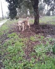 CHARLIE, Hund, Mischlingshund in Portugal - Bild 11