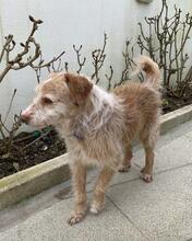 CHARLIE, Hund, Mischlingshund in Portugal - Bild 9