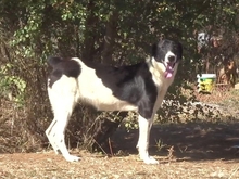 ELSA, Hund, Herdenschutzhund-Mix in Griechenland - Bild 1