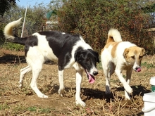 ELSA, Hund, Herdenschutzhund-Mix in Griechenland - Bild 11