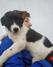ELSA, Hund, Herdenschutzhund-Mix in Griechenland - Bild 15