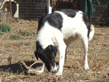 ELSA, Hund, Herdenschutzhund-Mix in Griechenland - Bild 2