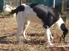 ELSA, Hund, Herdenschutzhund-Mix in Griechenland - Bild 3