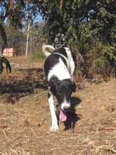 ELSA, Hund, Herdenschutzhund-Mix in Griechenland - Bild 4
