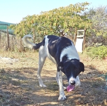 ELSA, Hund, Herdenschutzhund-Mix in Griechenland - Bild 6