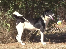 ELSA, Hund, Herdenschutzhund-Mix in Griechenland - Bild 8