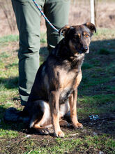 SANYI, Hund, Mischlingshund in Ungarn - Bild 1