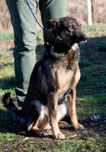 SANYI, Hund, Mischlingshund in Ungarn - Bild 2