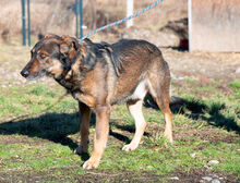 SANYI, Hund, Mischlingshund in Ungarn - Bild 3
