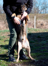 SANYI, Hund, Mischlingshund in Ungarn - Bild 4