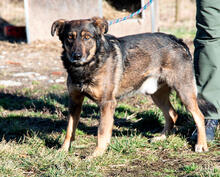 SANYI, Hund, Mischlingshund in Ungarn - Bild 5
