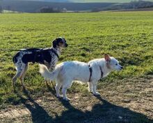 LENI, Hund, Mischlingshund in Pluwig - Bild 10
