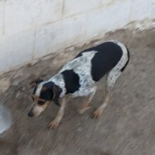 LENI, Hund, Mischlingshund in Pluwig - Bild 2